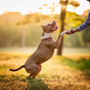 Pit Bull Awareness Month: 5 Myths About Pit Bulls Busted_Pit bulls are only for experienced owners