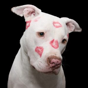 Pit Bull Awareness Month: 5 Myths About Pit Bulls Busted_Pit bulls don’t feel pain.